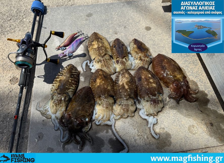 soupies agonas arta eging boat sillogos erasitexnon artas magfishing.gr