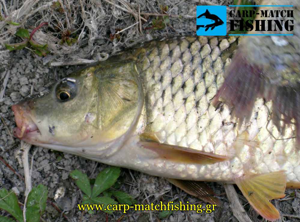kyprinos carp carpmatchfishing