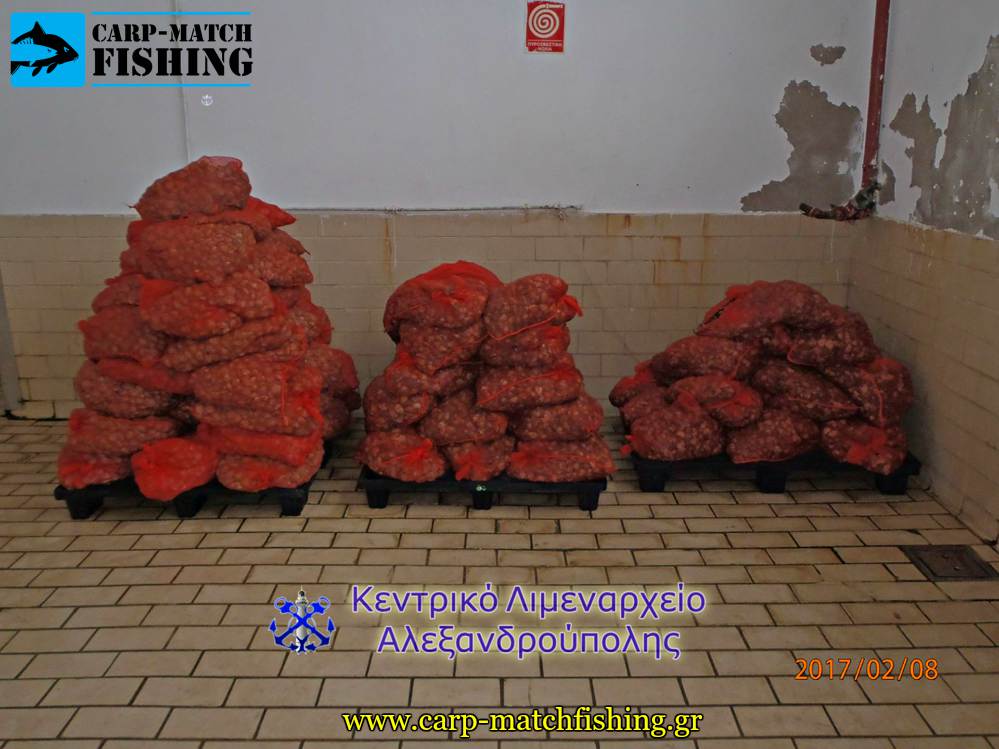 paranoma ostraka sillipsis carpmatchfishing