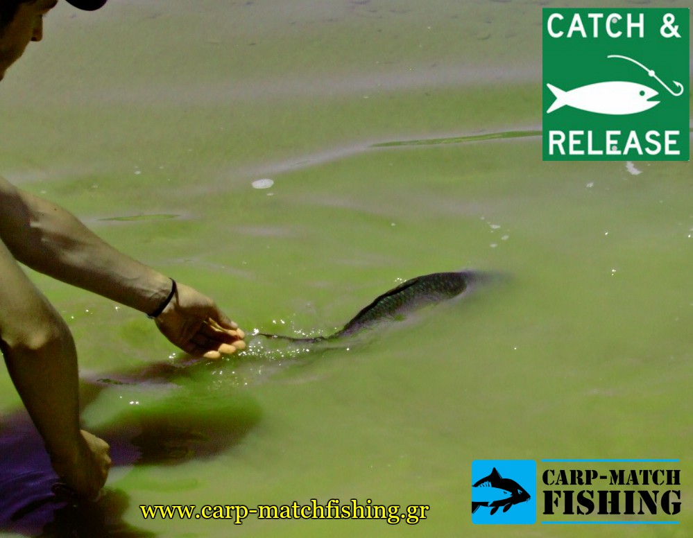 catch and release carp carpmatchfishing