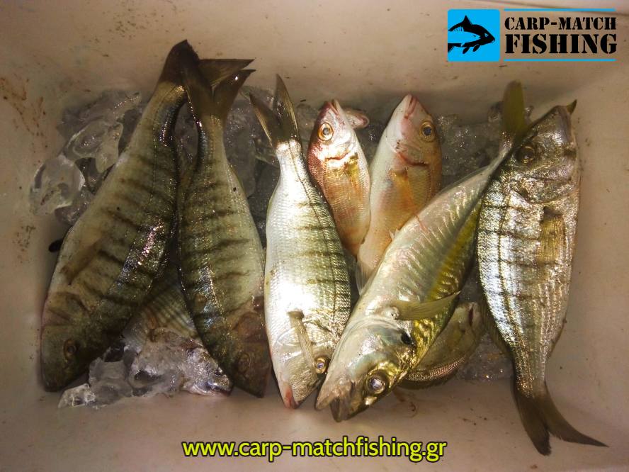 casting mourmoures carpmatchfihing