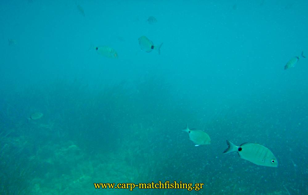 vythos sargoi melanouria carpmatchfishing