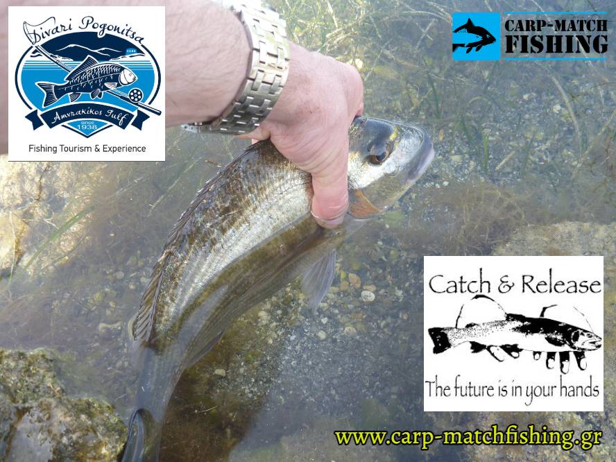 divari pogonitsas catch and release carpmatchfishing