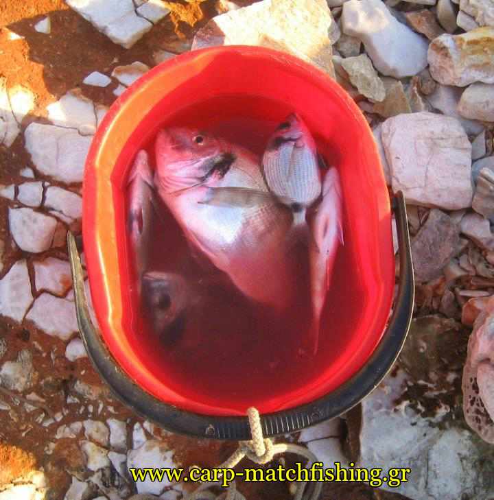 kouvas-psaria-casting-carpmatchfishing