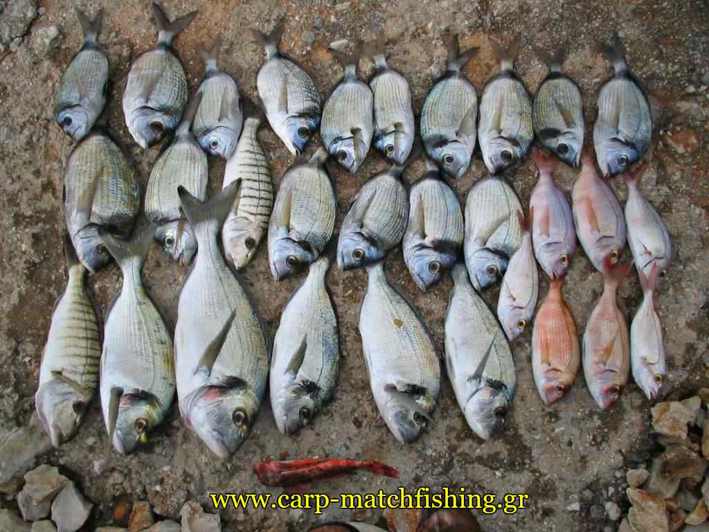 psaria-casting-on-the-rocks-carpmatchfishing