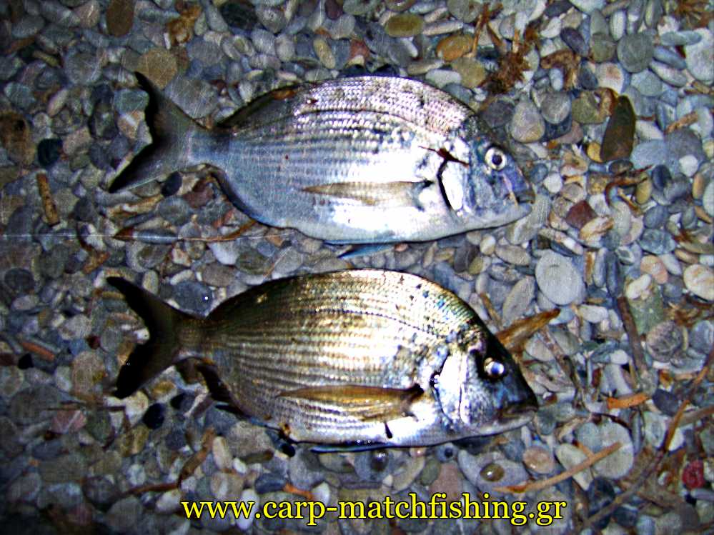 2-sargoi-casting-korinthiakos-carpmatchfishing