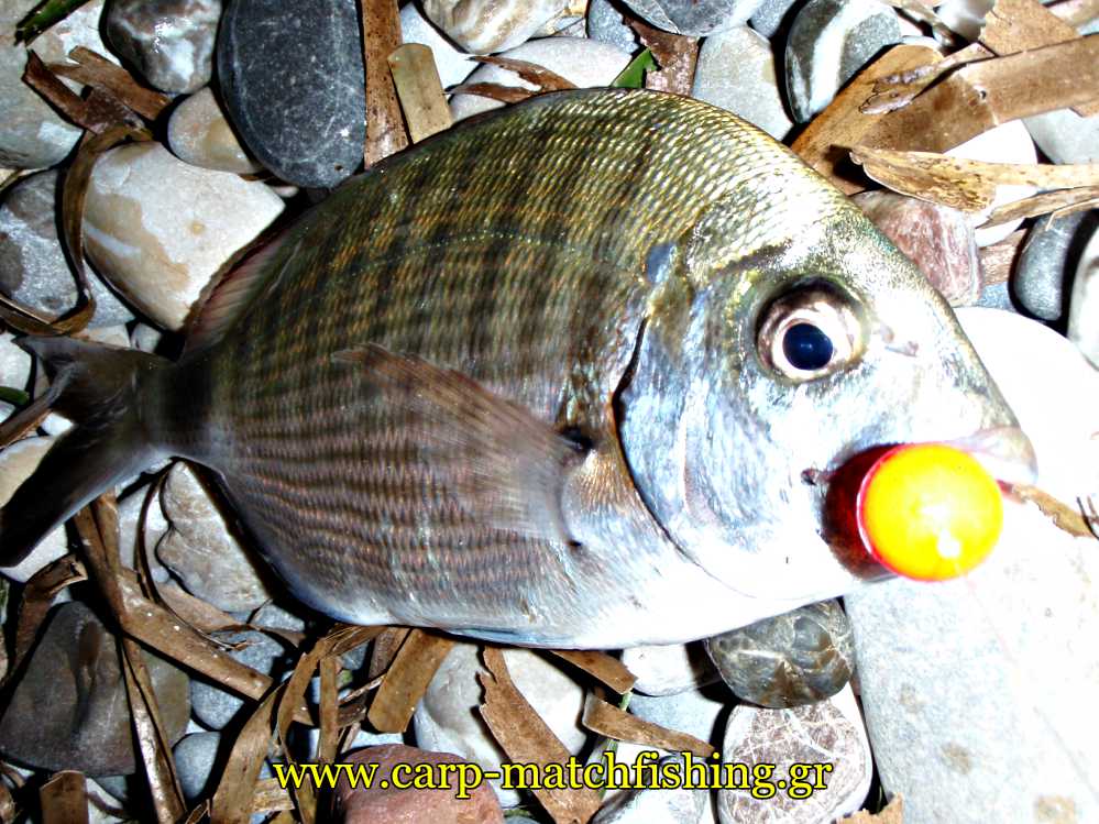 sargos-float-surfcasting-carpmatchfishing