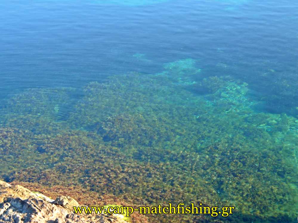 serifos-vithos-thalassa-carpmatchfishing