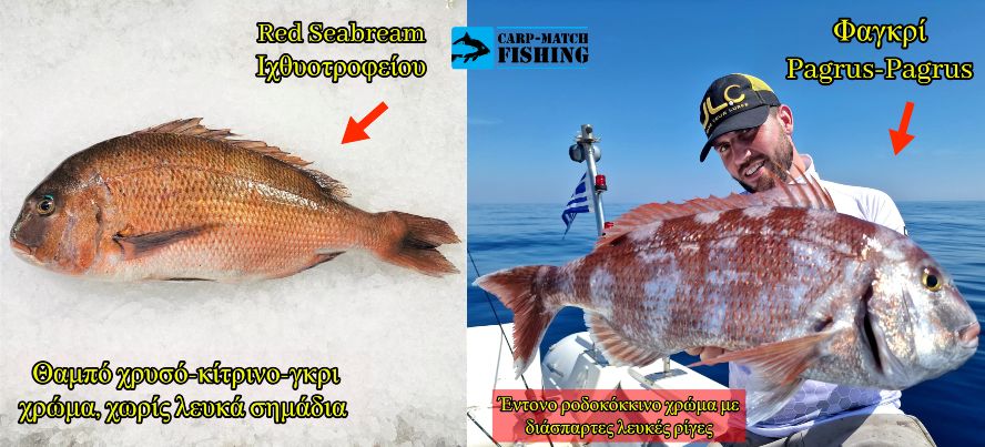 fagkri red seabream diafores xroma carpmatchfishing 1