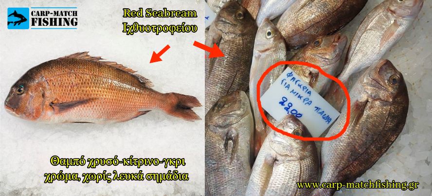 fagkri red seabream diafores xromata carpmatchfishing 1