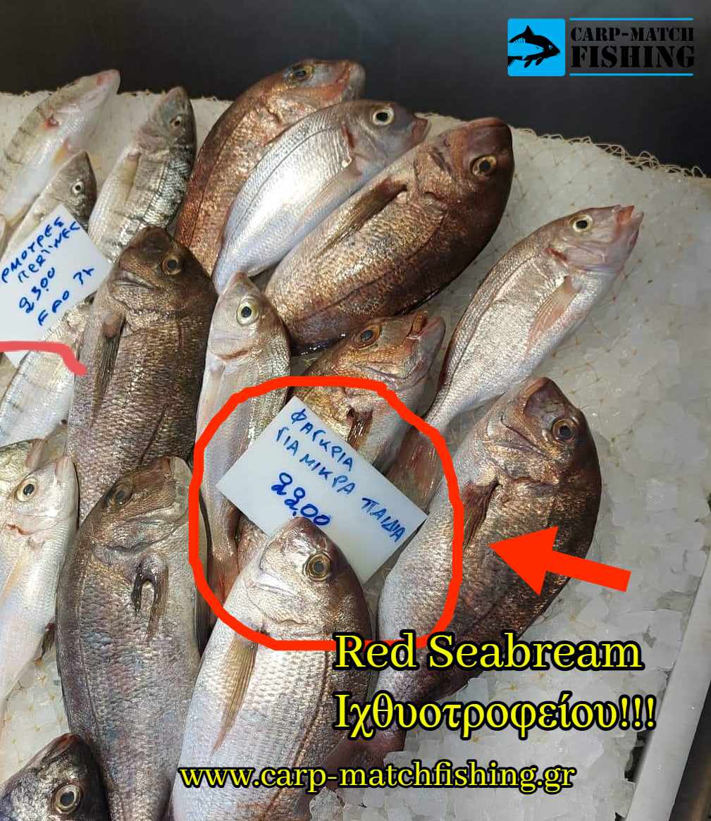 notheia paranomia psari ixthiotrofeiou red seabream gia fagkri carpmatchfishing