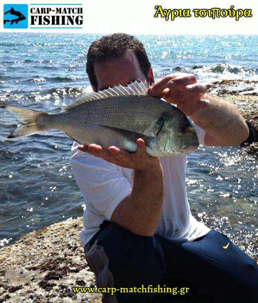 agria alaniara tsipoyra carpmatchfishing