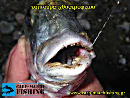 dontia stoma klouvisias tsipouras carpmatchfishing