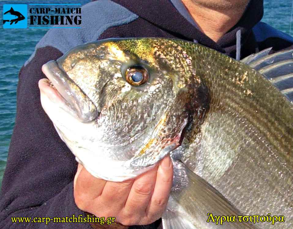 kefali agrias tsipouras carpmatchfishing