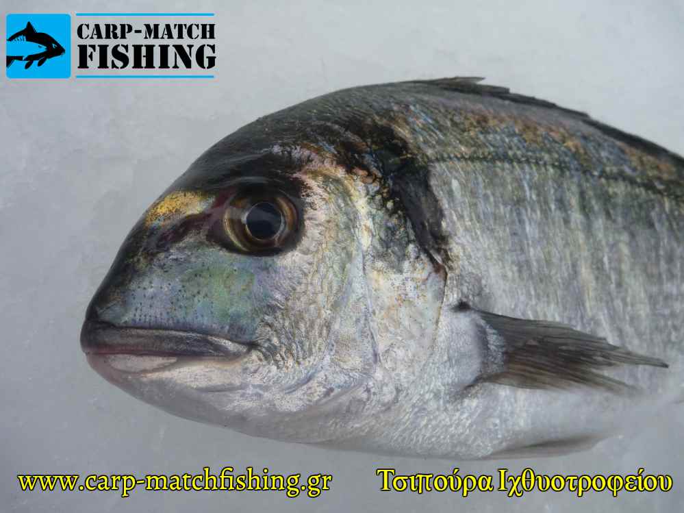 kefali tsipouras ixthiotrofeioy carpmatchfishing