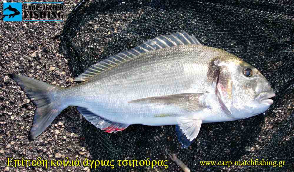 koilia epipedi agrias tsipouras carpmatchfishing