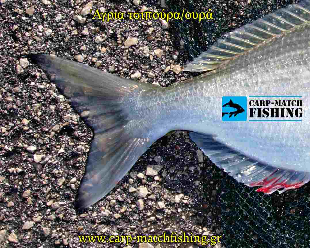 oura agrias tsipouras carpmatchfishing