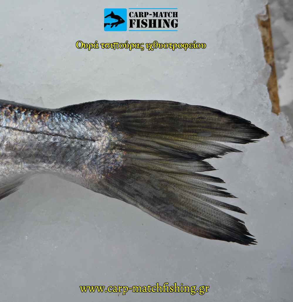 oura tsipouras ixthiotrofeiou carpmatchfishing