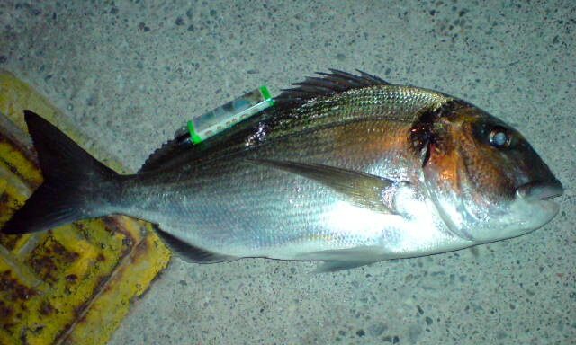 tsipoura agria casting carpmatchfishing