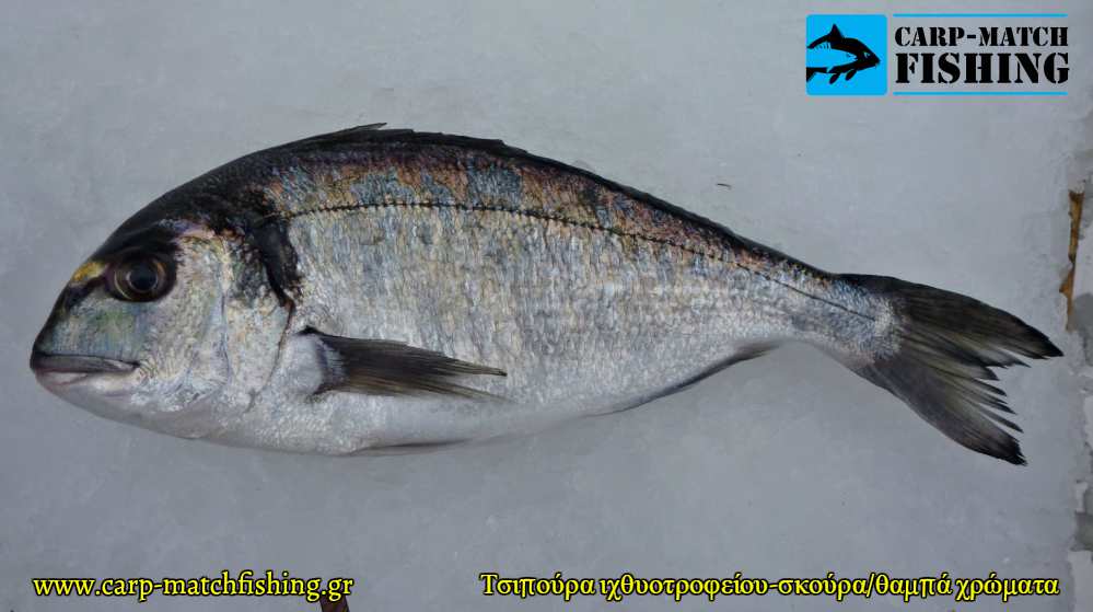 tsipoura ixthiotrofeiou klouvi xromata sxima carpmatchfishing