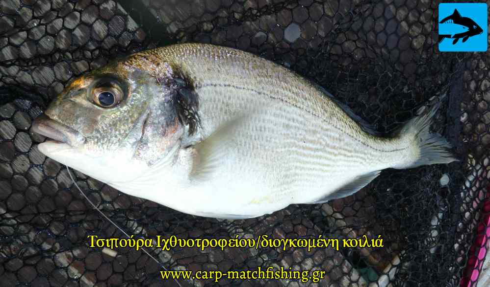 tsipoura klouvi megali koilia carpmatchfishing