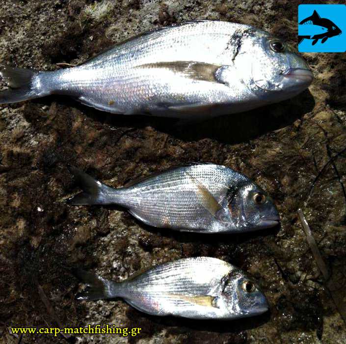 tsipoures agries 3 alaniares carpmatchfishing