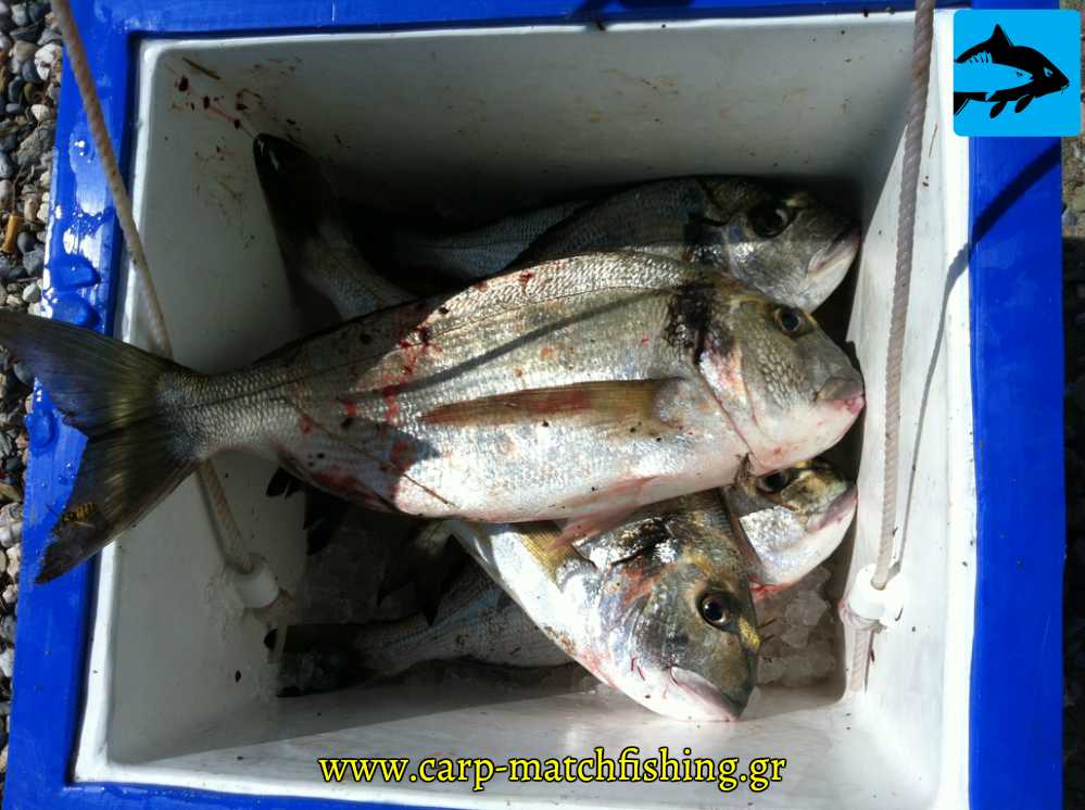 tsipoures casting carpmatchfishing