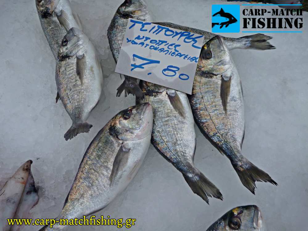 tsipoures ixthiokaliegreias carpmatchfishing
