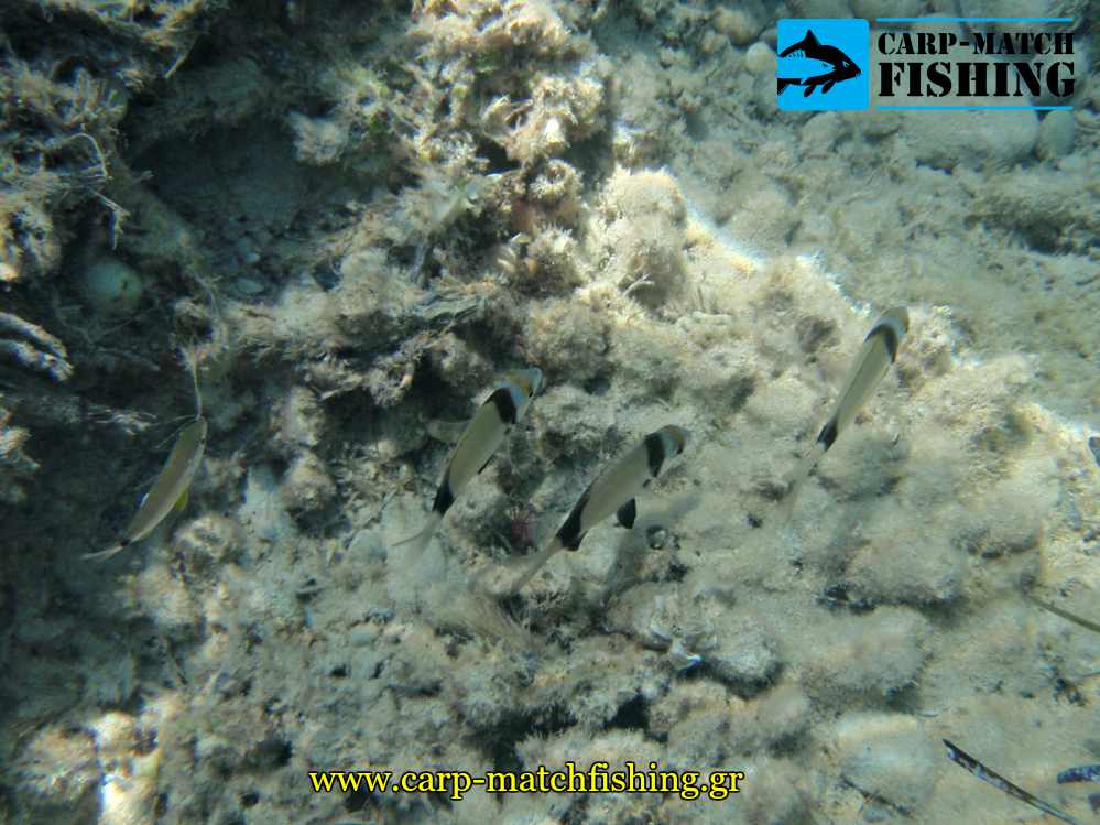 sargoi auliades underwater image casting carpmatchfishing