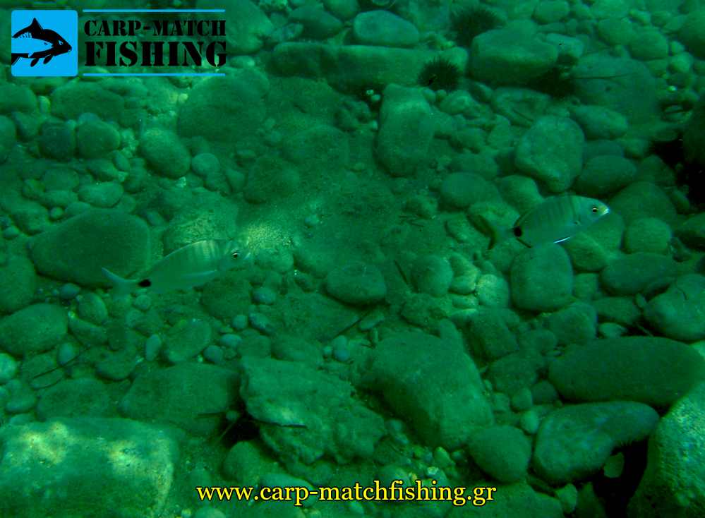 sargoi underwater image casting carpmatchfishing