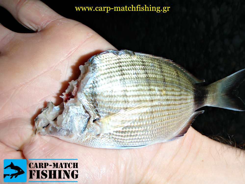 sargos fagomenos apo gofari carpmatchfishing
