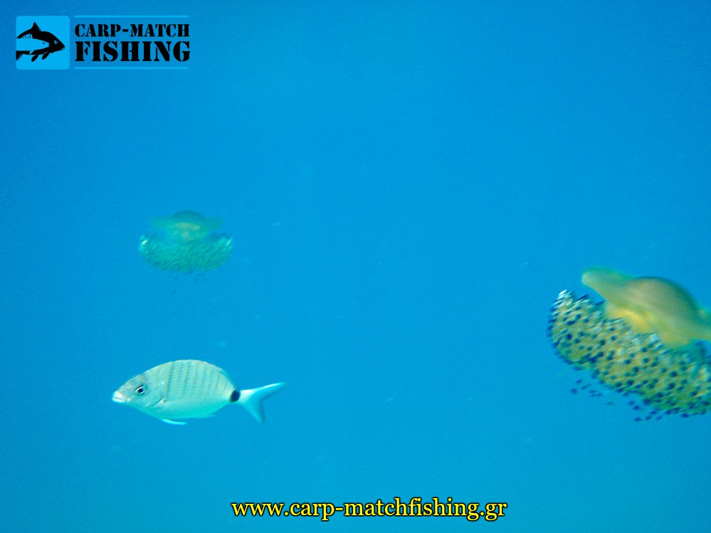 sargos ypovryxia foto underwater photo fishes jellyfish carpmatchfishing