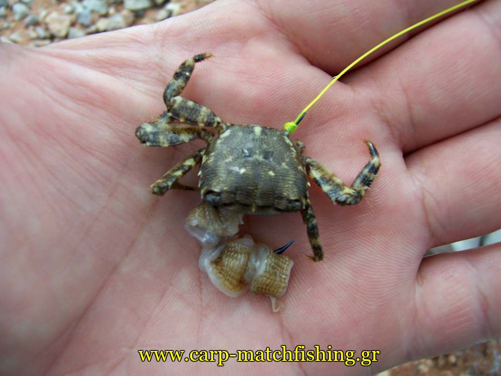 kavouri-crab-kai-mana-carpmatchfishing