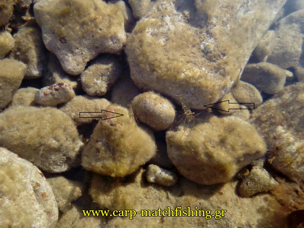 live-shrimps-rocks-carpmatchfishing