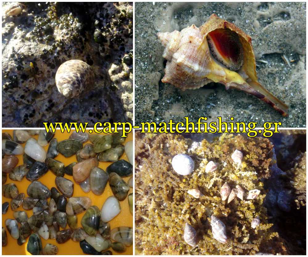 porfyres-koxylia-saliggaria-dolomata-thalassa-psarema-carpmatchfishing