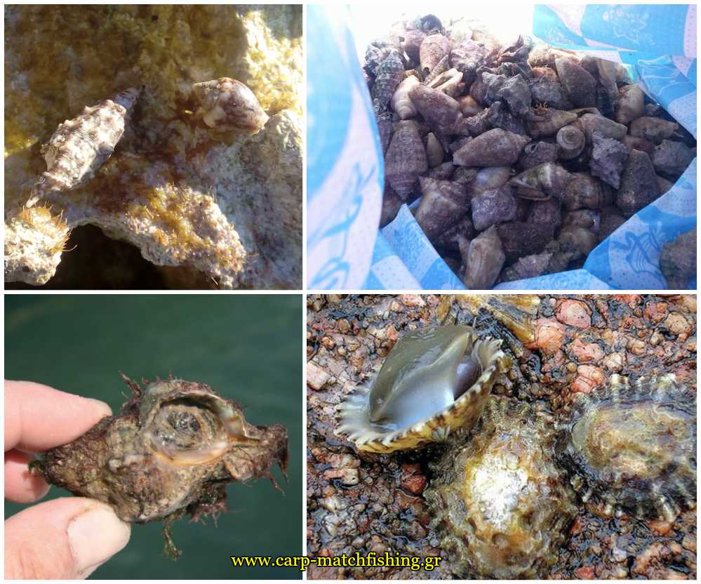 skartsinia-koxylia-petalides-dolomata-carpmatchfishing