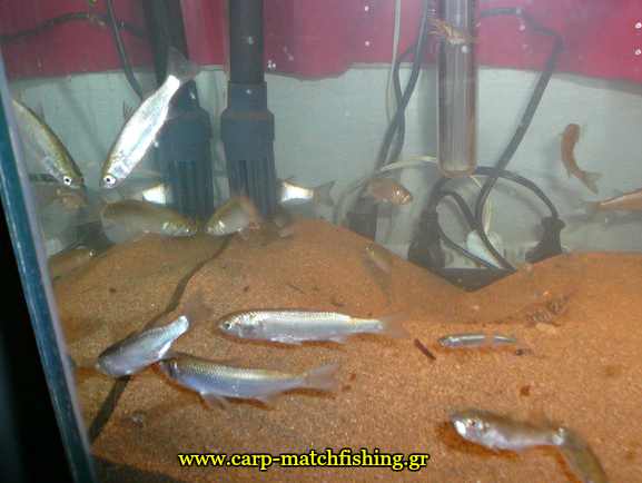 zontana-psarakia-gia-doloma-carpmatchfishing