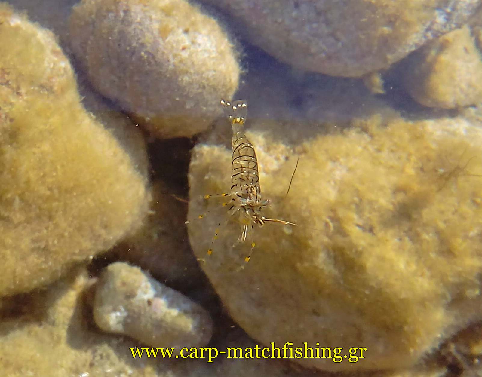 zontani-garida-carpmatchfishing