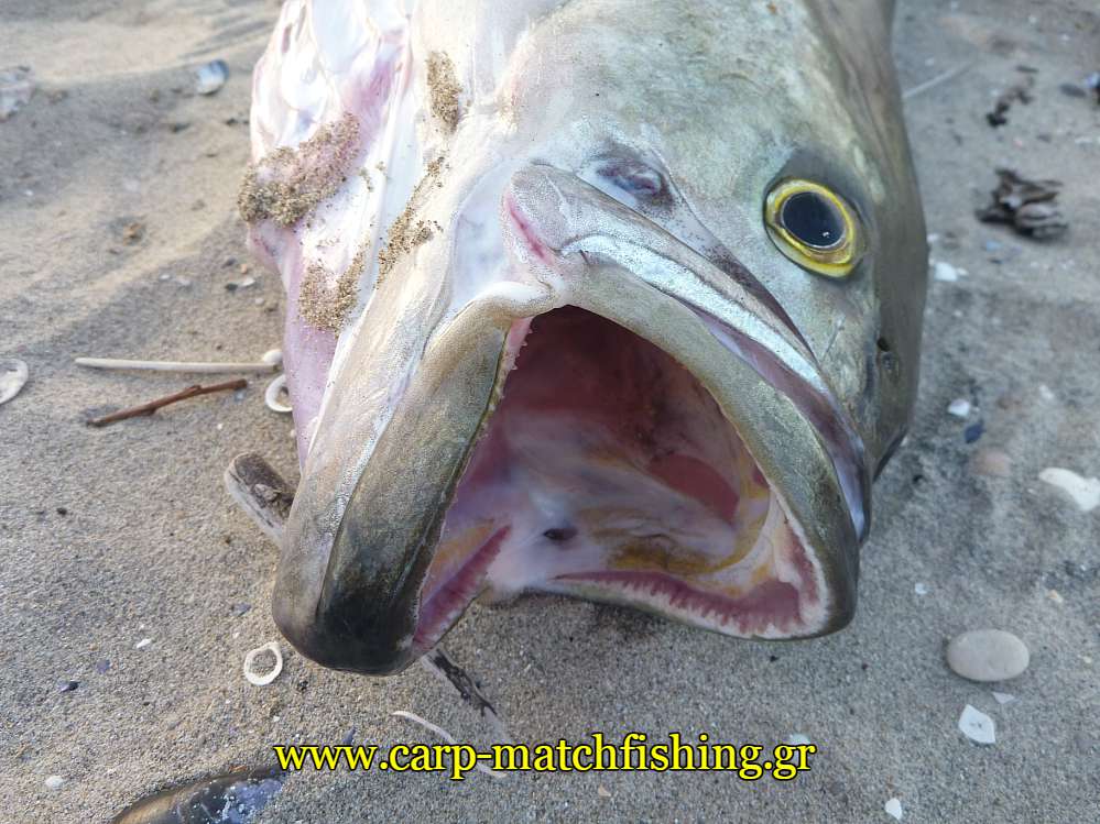 gofari-stoma-dontia-carpmatchfishing