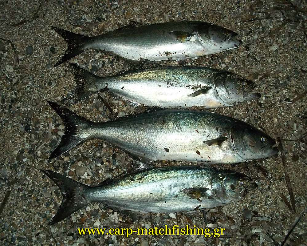 gofaria-casting-ammos-carpmatchfishing