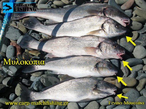 genaki moystaki apo mylokopi carpmatchfishing