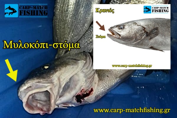 kranios anti mylokopi stoma doafores carpmatchfishing