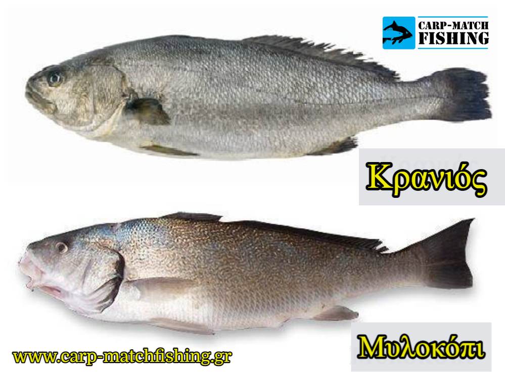 kranios milokopi carpmatchfishing