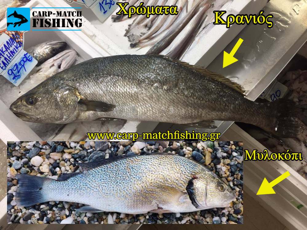 kranios milokopi xromata diafores carpmatchfishing