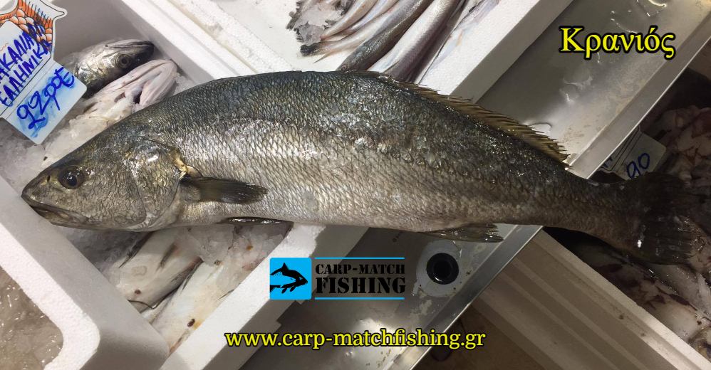 kranios psaradiko psari carpmatchfishing