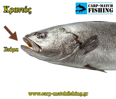 kranios stoma carpmatchfishing