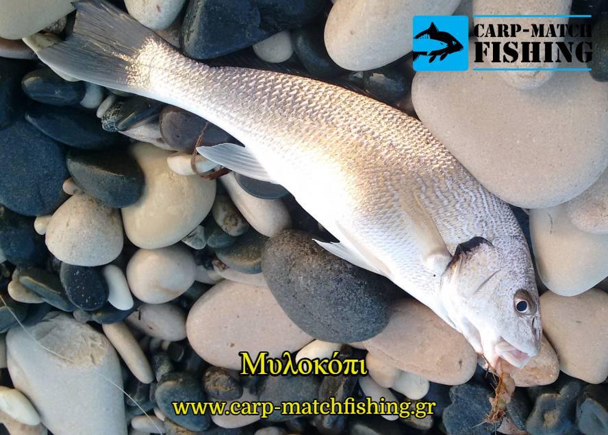 milokopi agrio carpmatchfishing