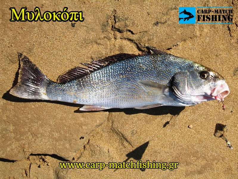 milokopi casting carpmatchfishing