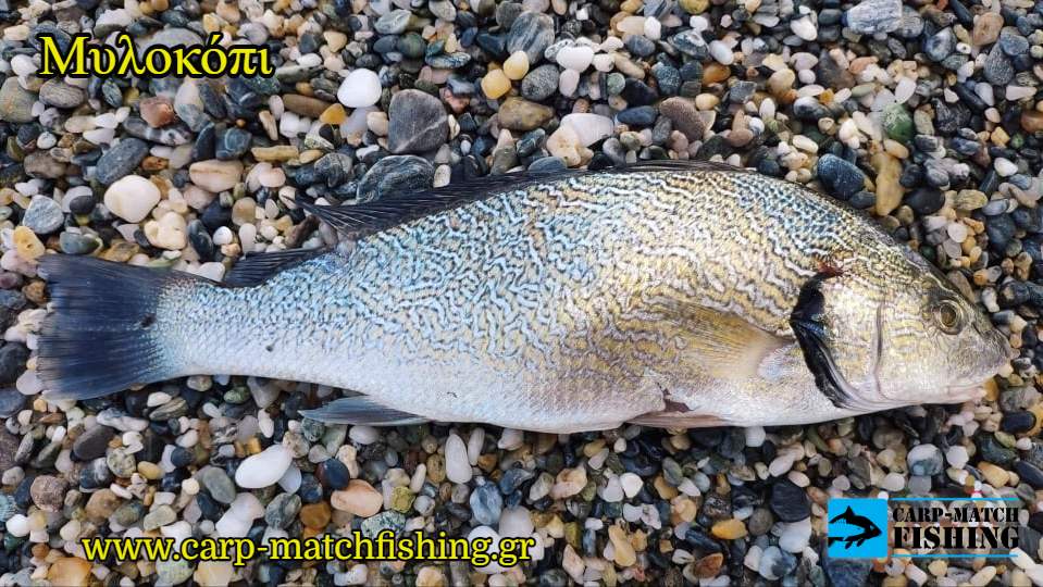 milokopi psari carpmatchfishing