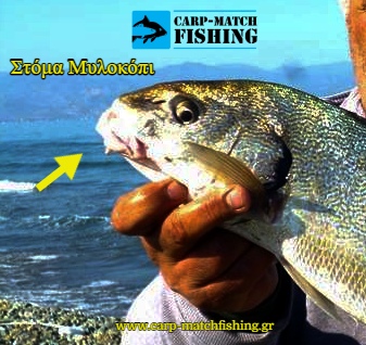 stoma milokopi carpmatchfishing